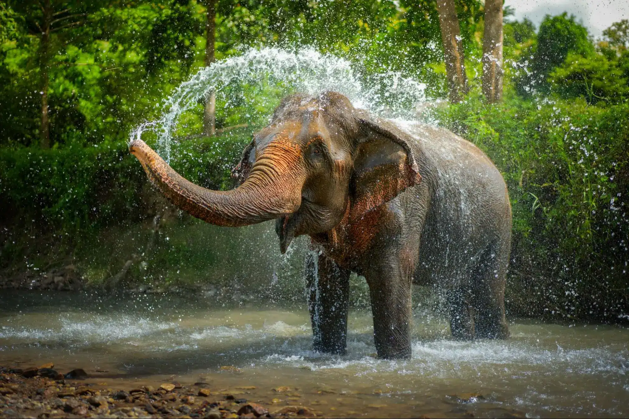 Elephant bathing in the jungle